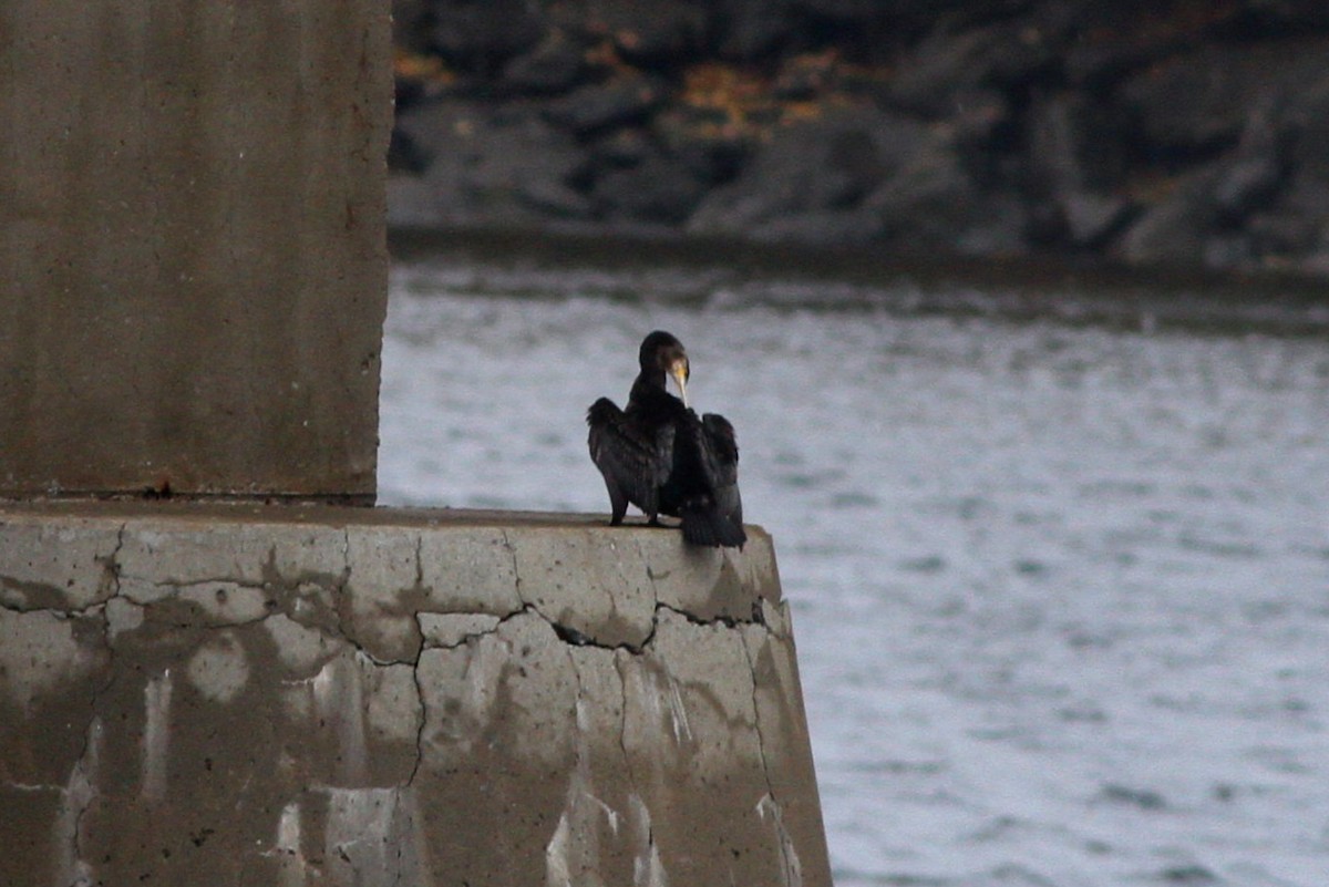 Great Cormorant - ML644415615