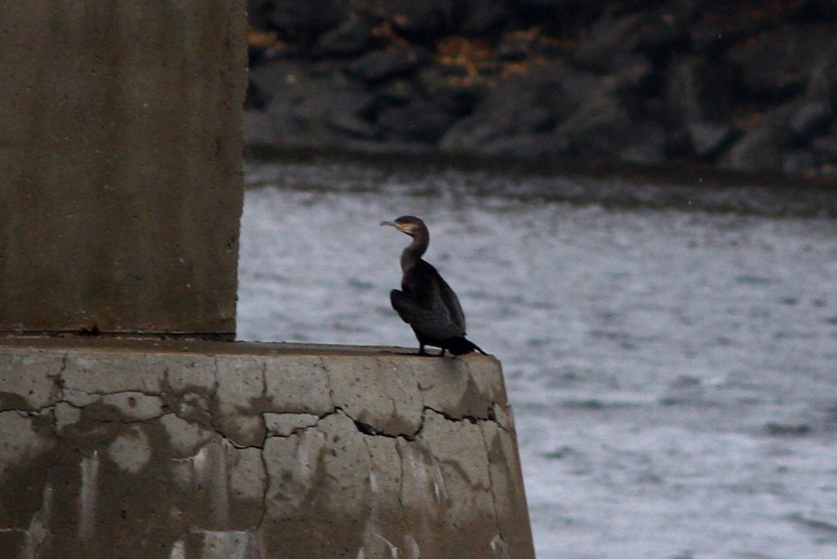 Great Cormorant - ML644415616