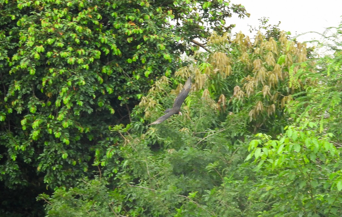 myrkondor - ML644415621