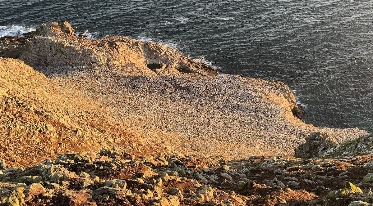 Кайра тонкодзьоба - ML644415647