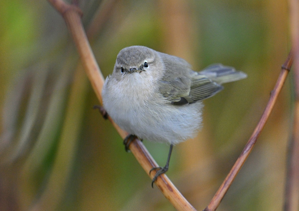Common Chiffchaff (Siberian) - ML644415655