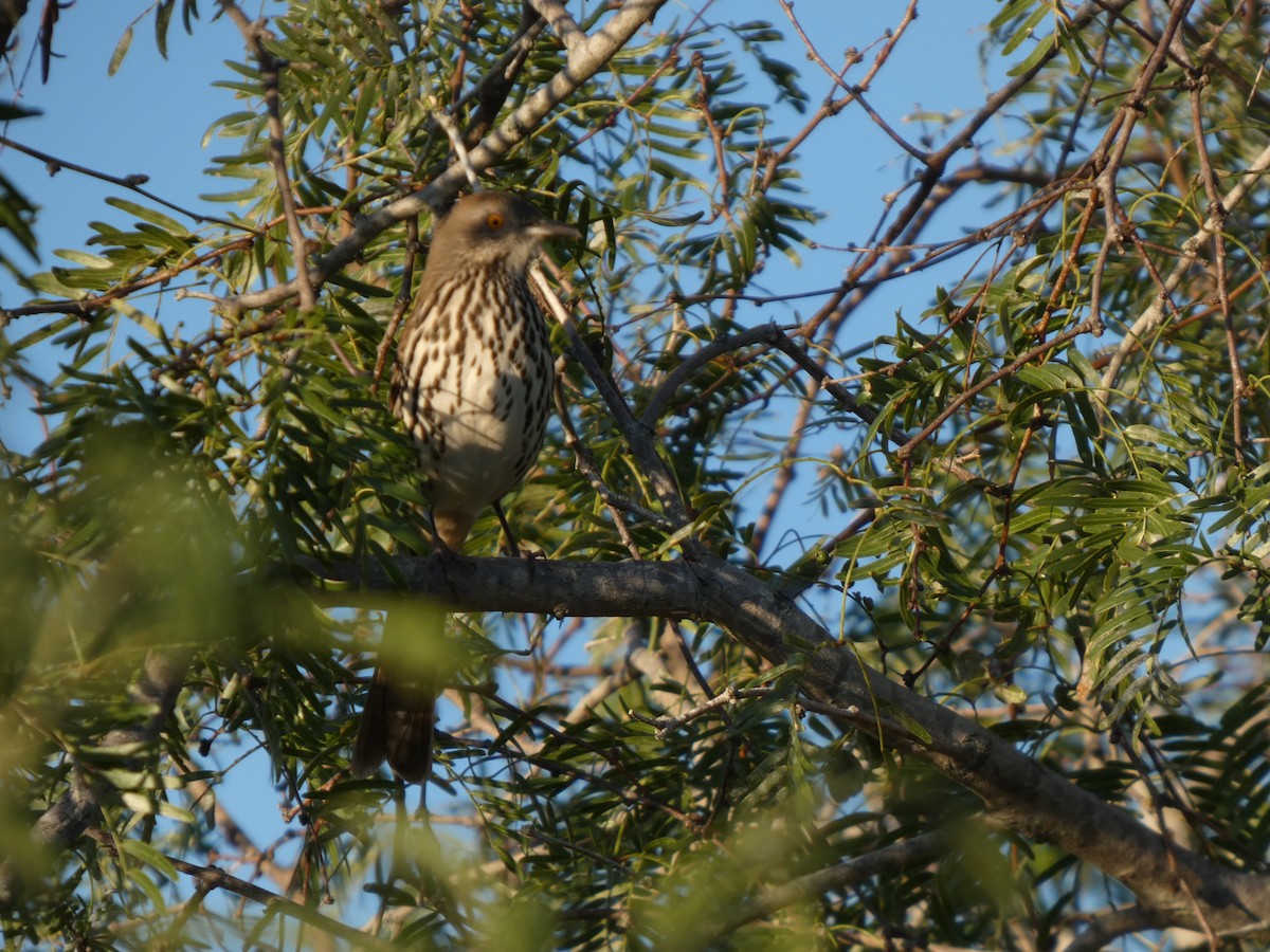 Long-billed Thrasher - ML644415657