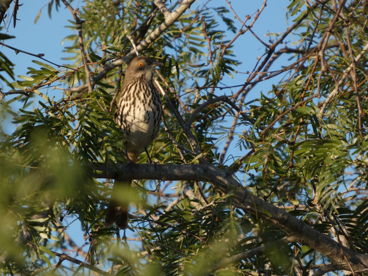 Long-billed Thrasher - ML644415661