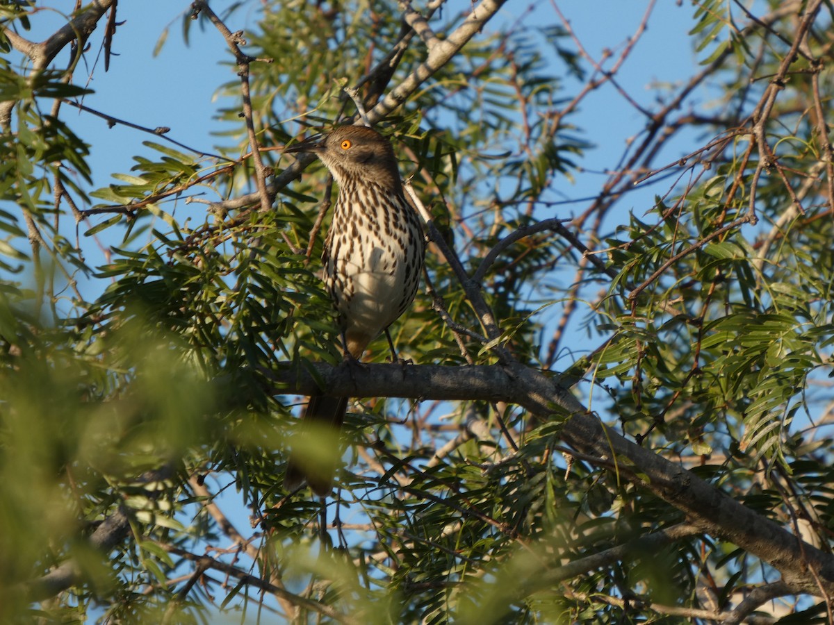 Long-billed Thrasher - ML644415666