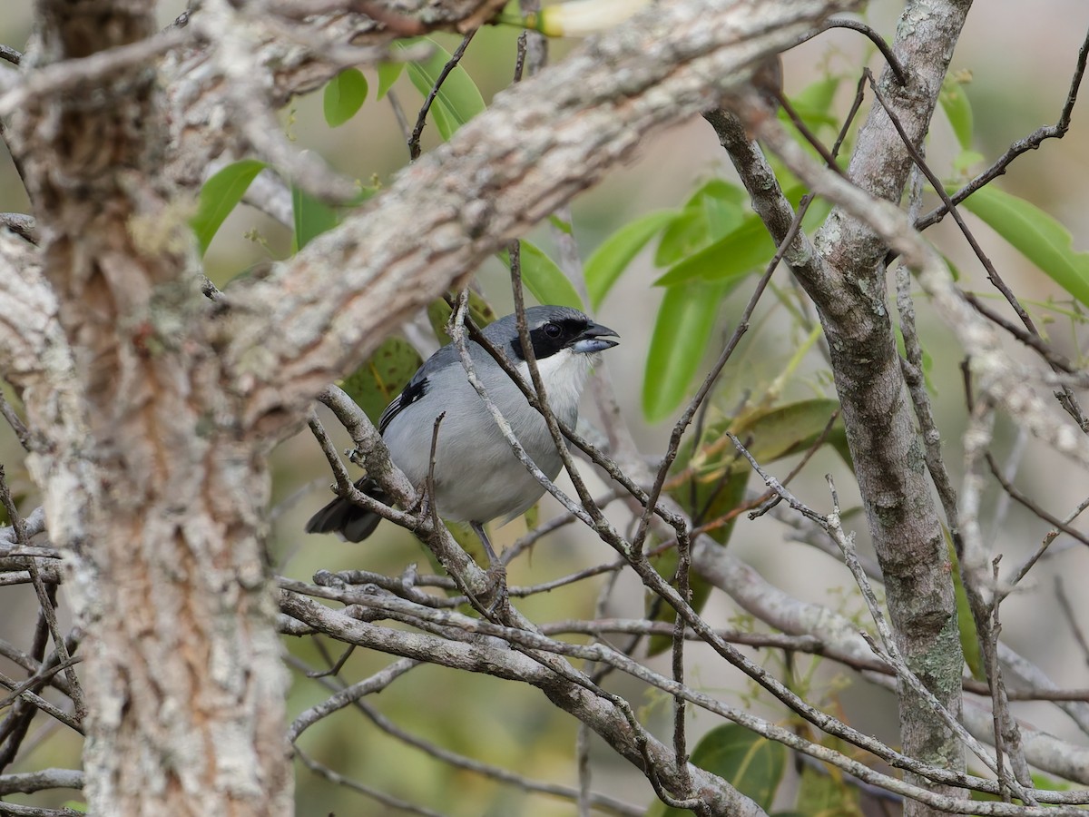 White-banded Tanager - ML644415668