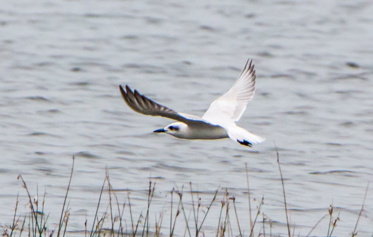 Lachseeschwalbe - ML644415670