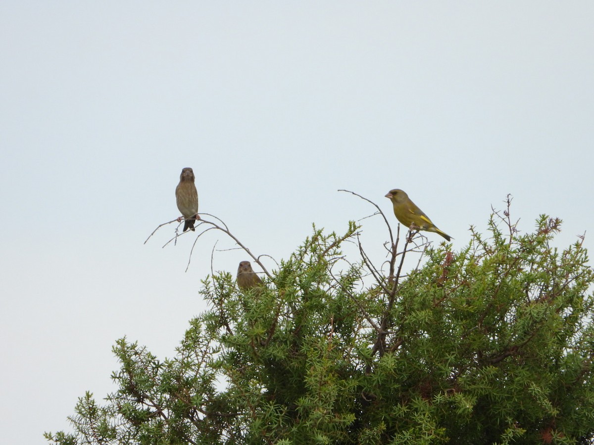 zvonek zelený - ML644415677