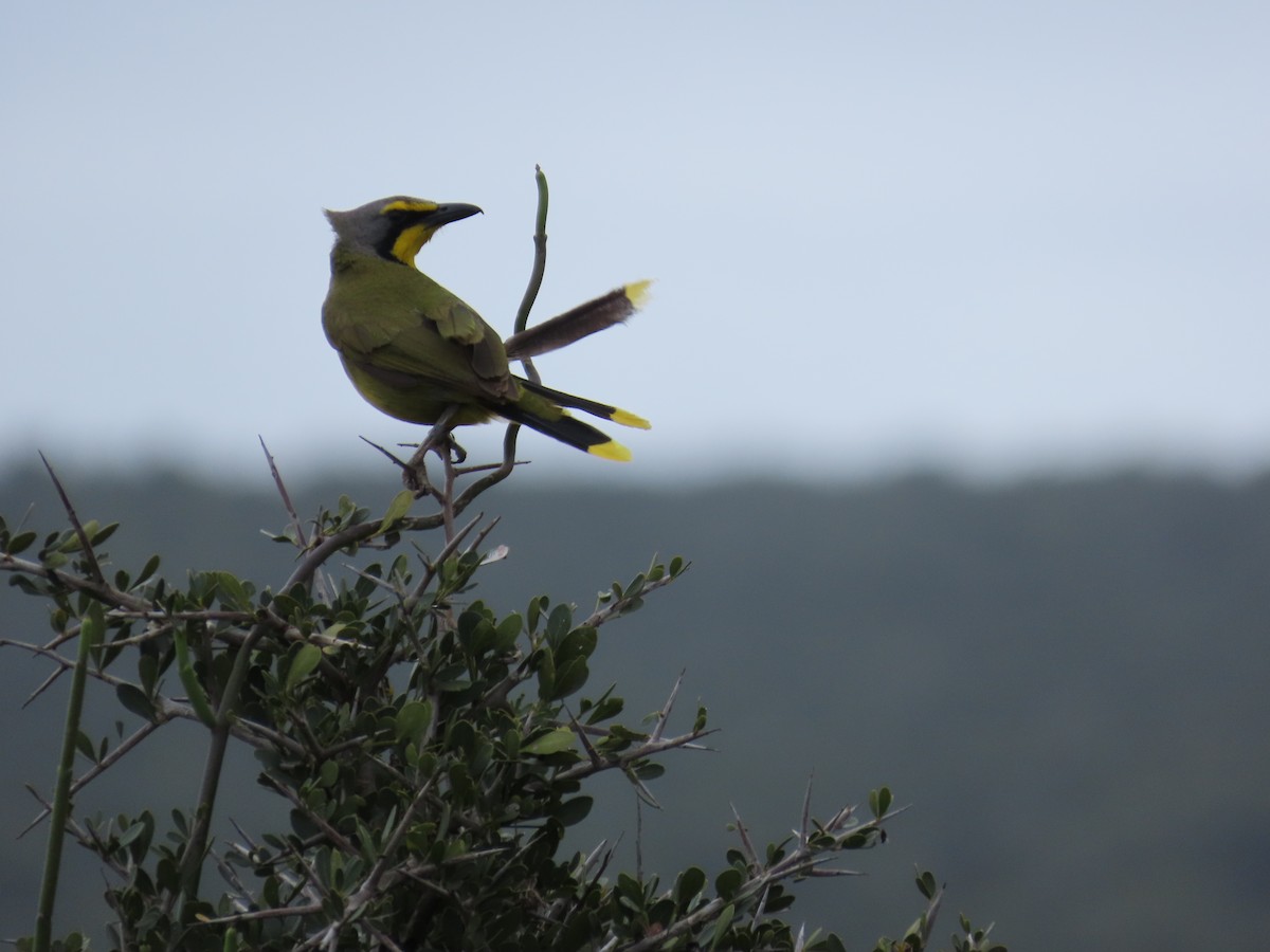 キノドミドリヤブモズ - ML644415682