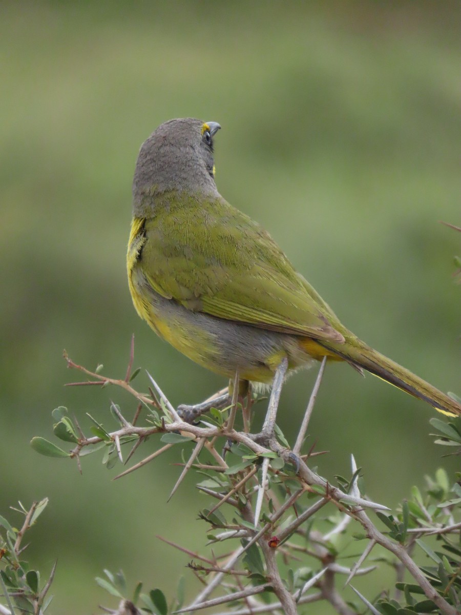 キノドミドリヤブモズ - ML644415683