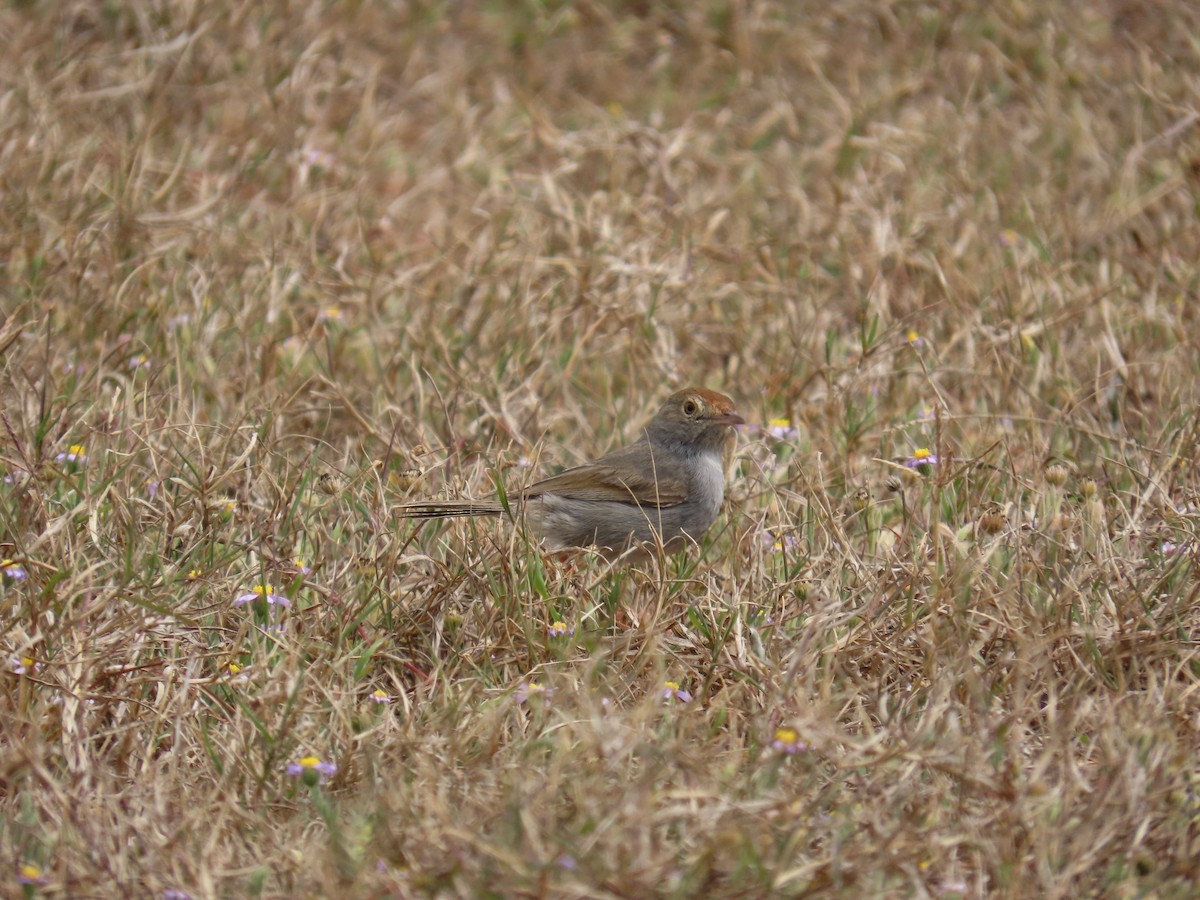 Cisticole à couronne rousse - ML644415695