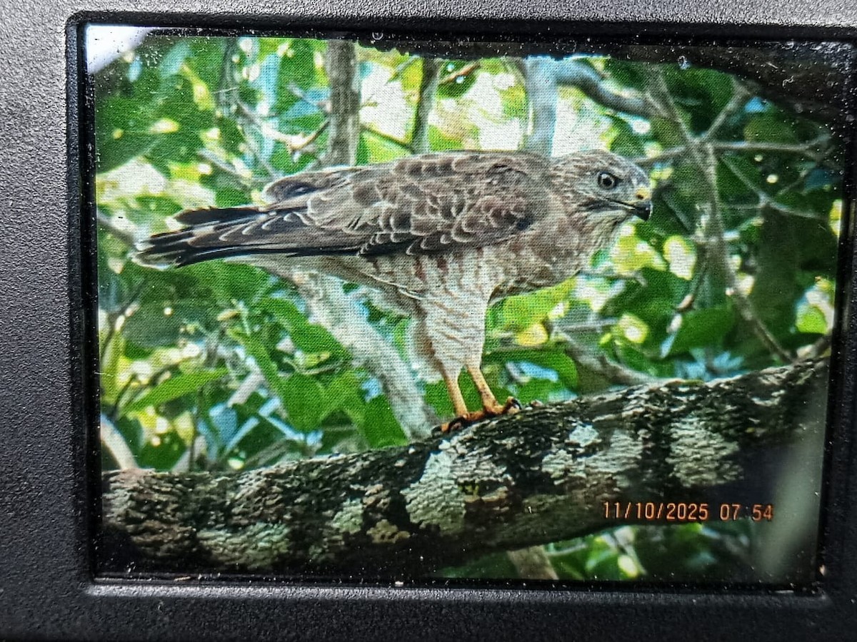 Broad-winged Hawk - ML644415697