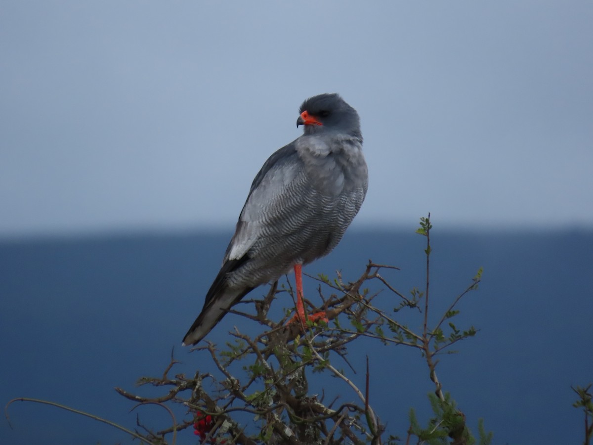 コシジロウタオオタカ - ML644415700