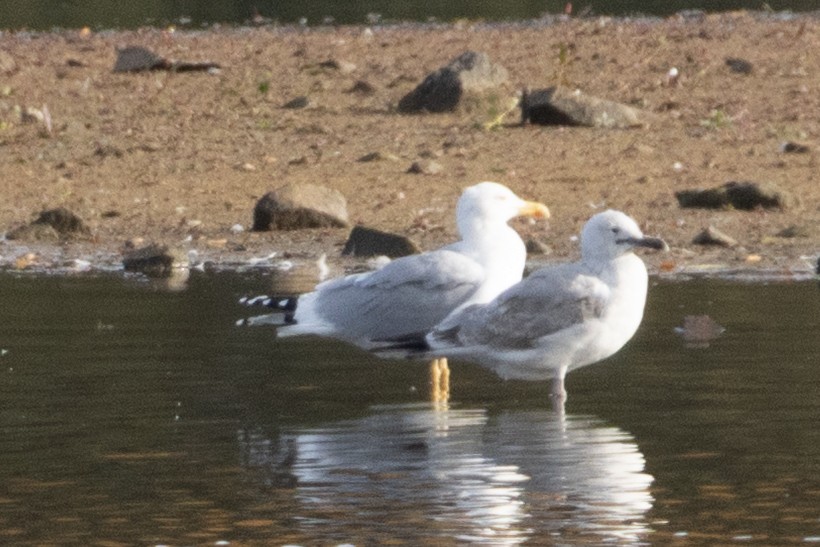 Yellow-legged Gull - ML644415705