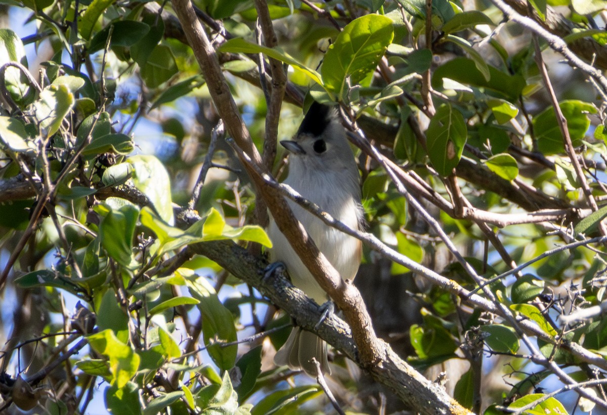 Black-crested Titmouse - ML644415715