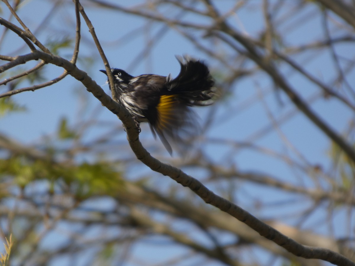 Weißaugen-Honigfresser - ML644415725