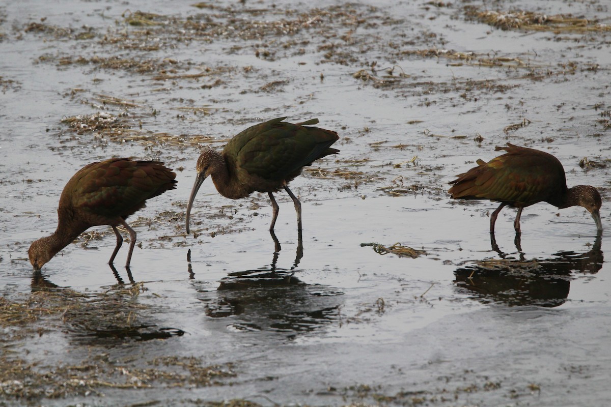 ibis americký - ML644415731