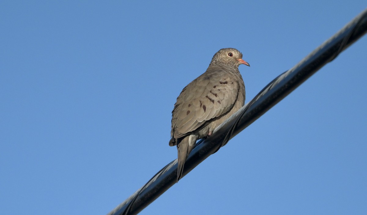 Common Ground Dove - ML644415732