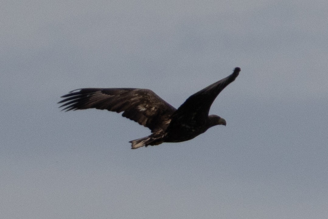 White-tailed Eagle - ML644415736