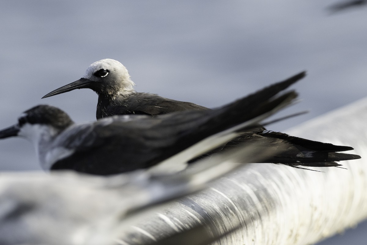 Lesser Noddy - ML644415739
