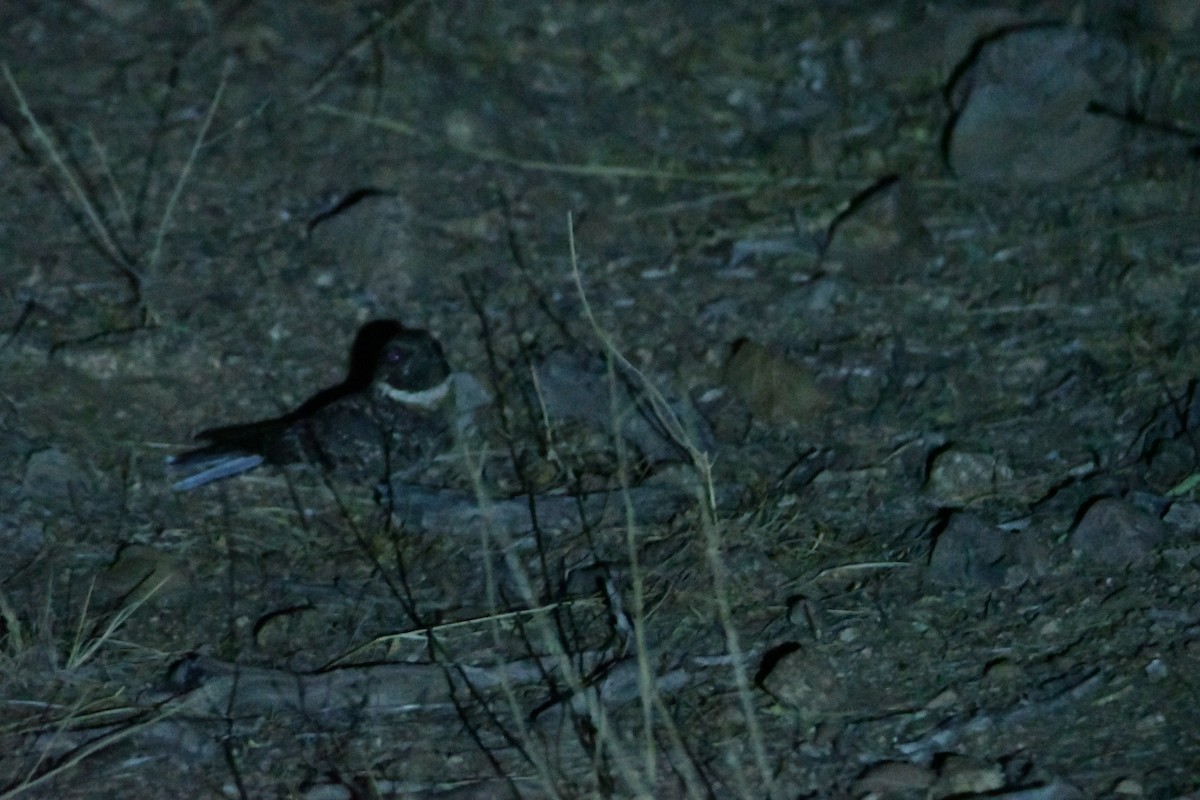 Buff-collared Nightjar - ML644415755