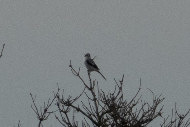 Great Gray Shrike - ML644415756