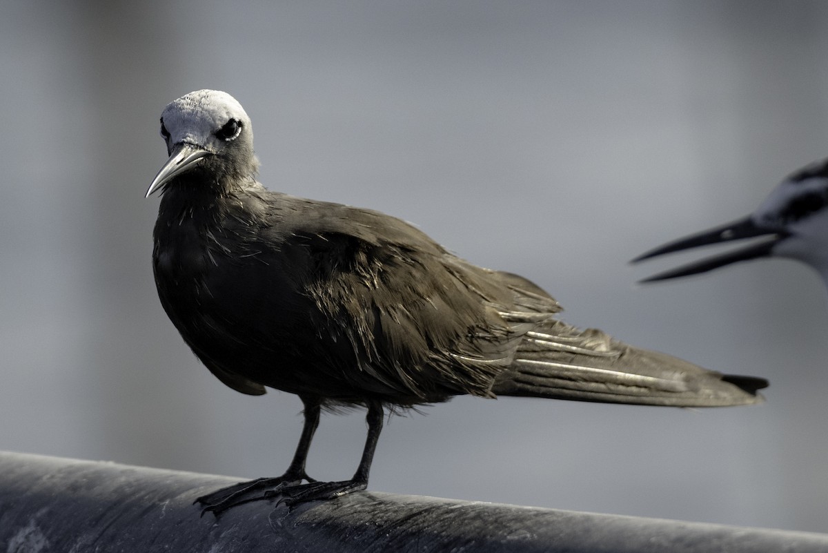 Lesser Noddy - ML644415761