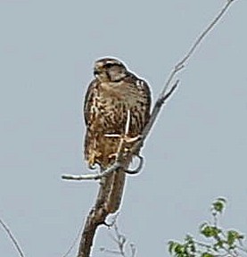 Балобан - ML644415763