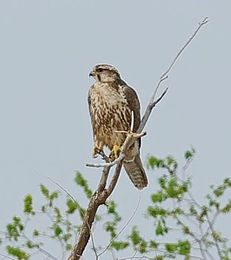 Балобан - ML644415764