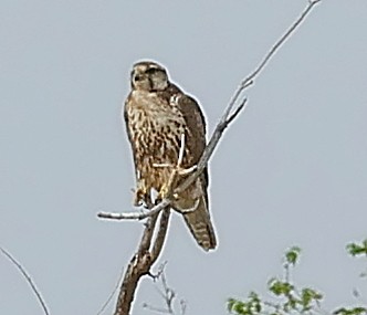 Балобан - ML644415765