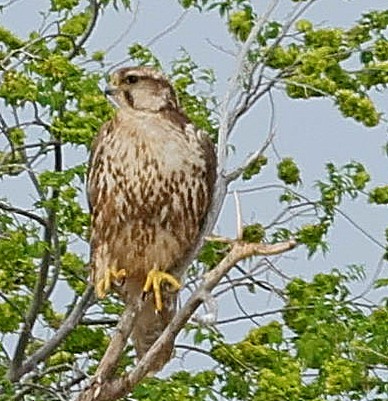 Балобан - ML644415766