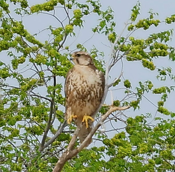 Балобан - ML644415767