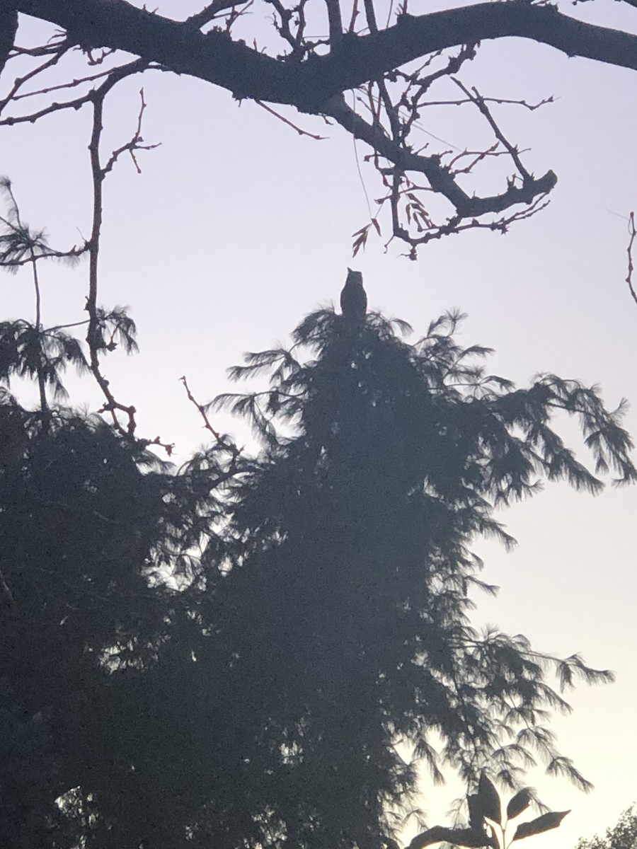 Great Horned Owl - ML644415785