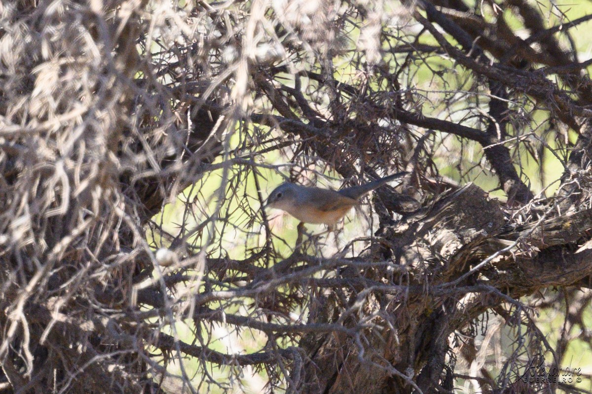 Атласская славка - ML644415793