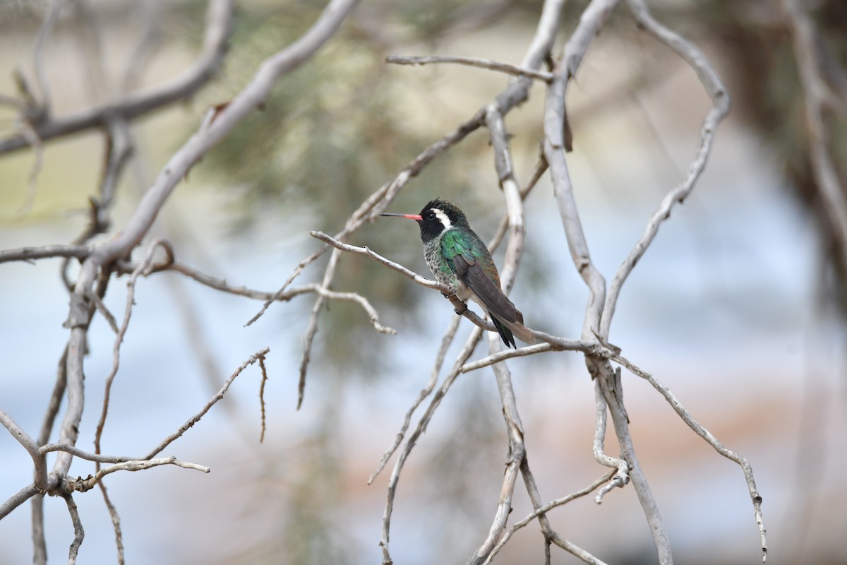 White-eared Hummingbird - ML644415797