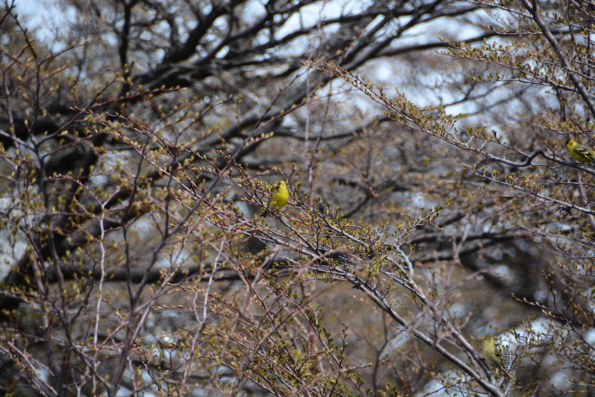 čížek vousatý - ML644415798