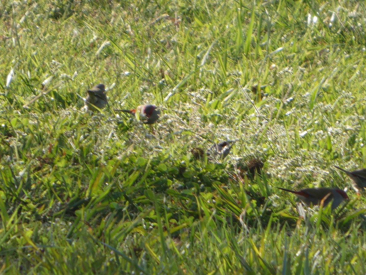 Краснобровая амадина - ML644415799