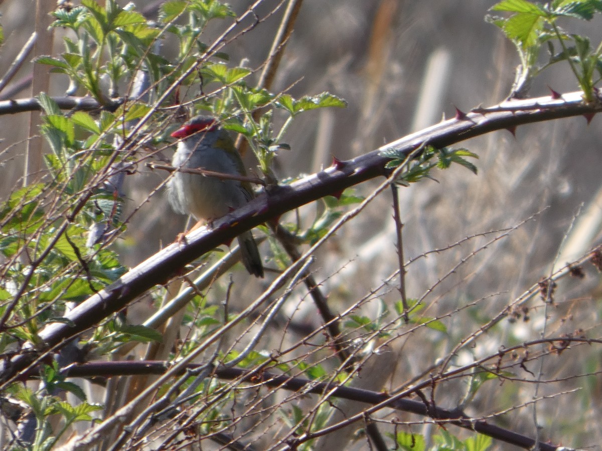 Краснобровая амадина - ML644415800