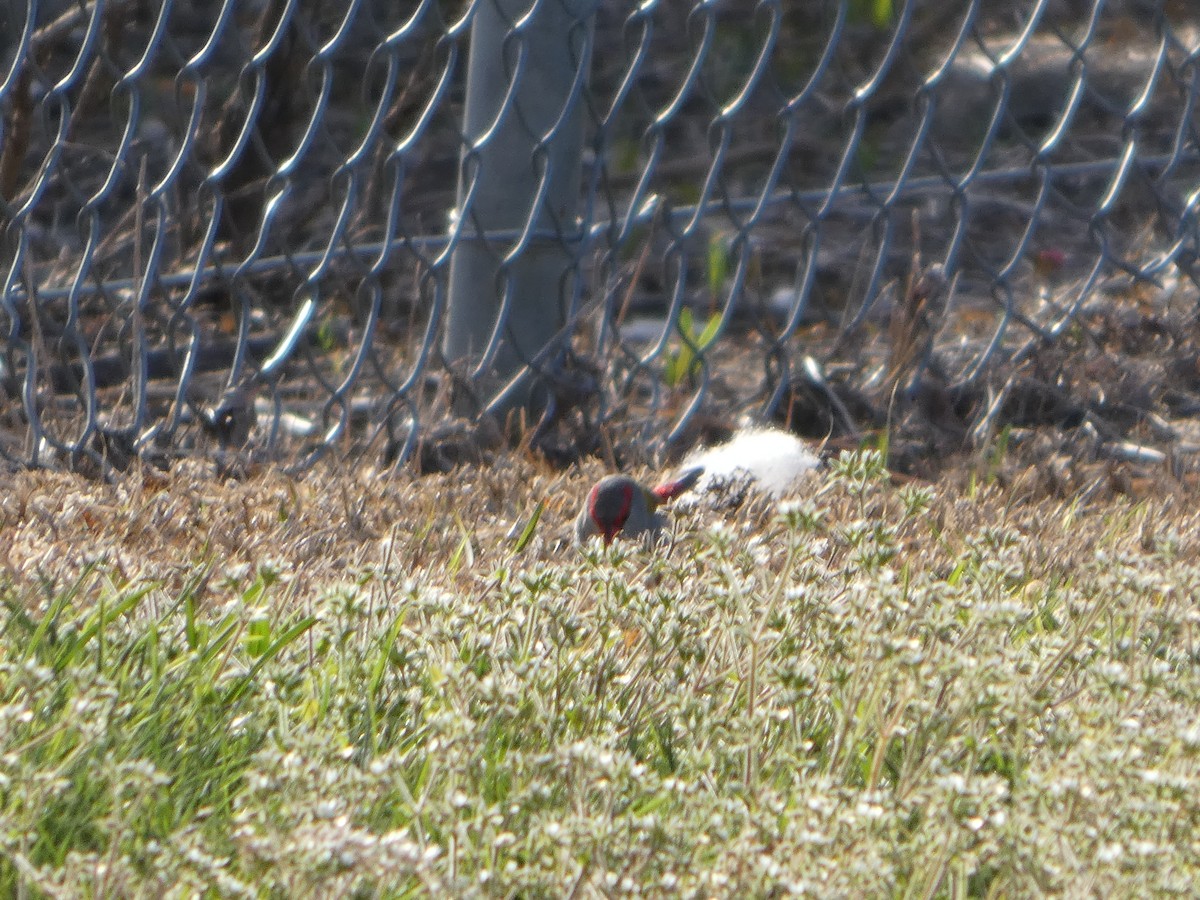 Краснобровая амадина - ML644415801