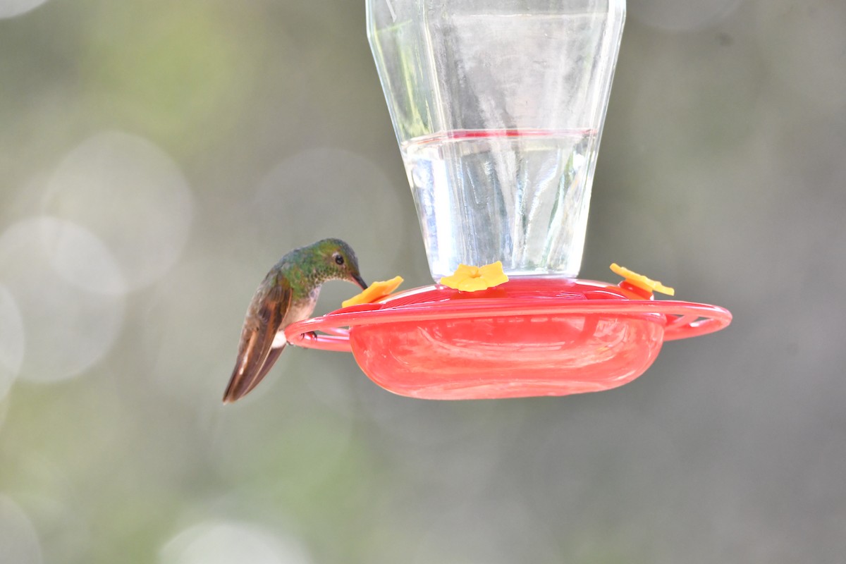 Berylline Hummingbird - ML644415815