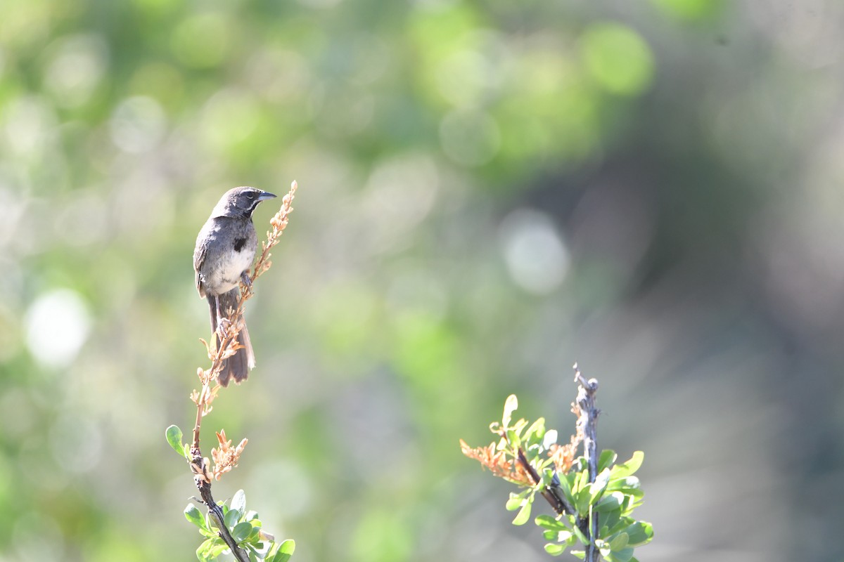 Five-striped Sparrow - ML644415828