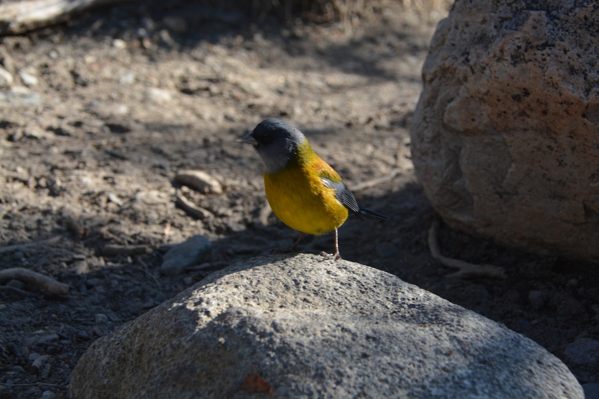 Patagonian Sierra Finch - ML644415829