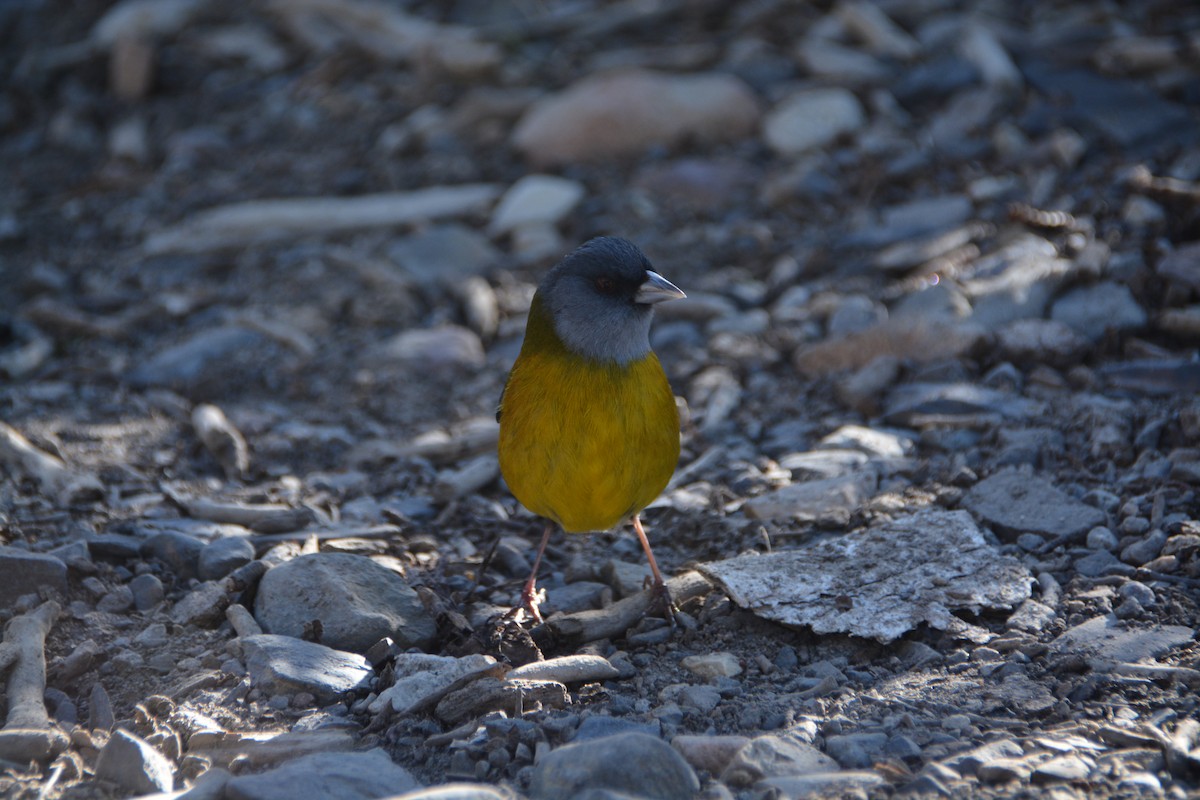 Patagonian Sierra Finch - ML644415830