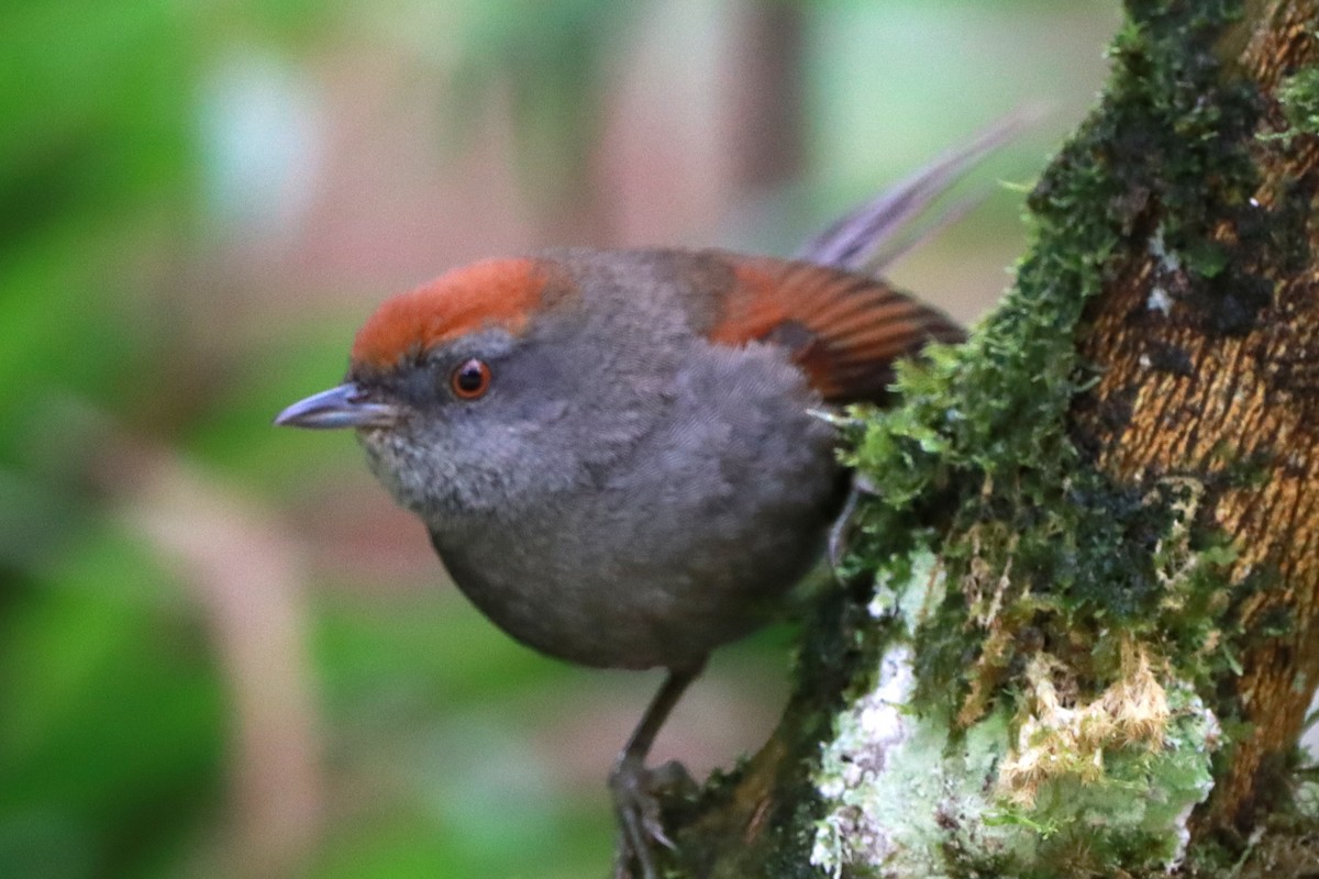 Spix's Spinetail - ML644415831