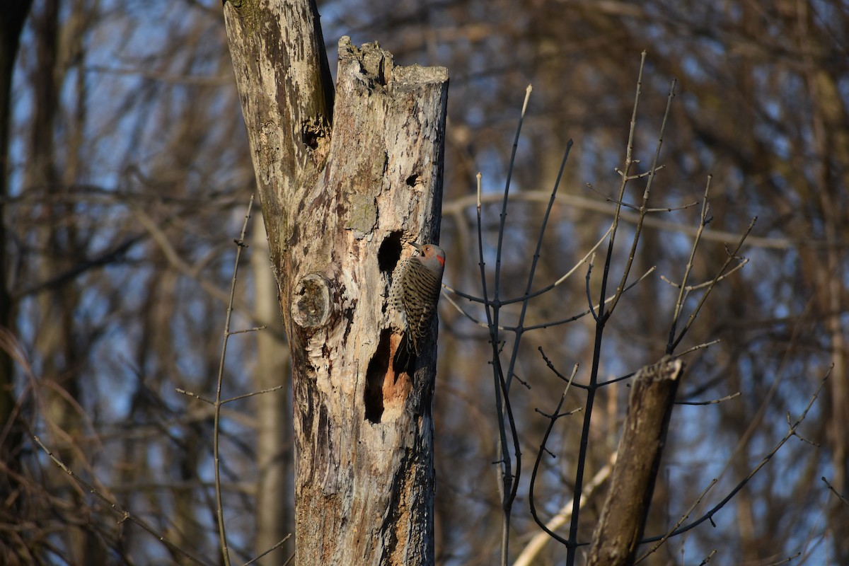 Northern Flicker - ML644415832