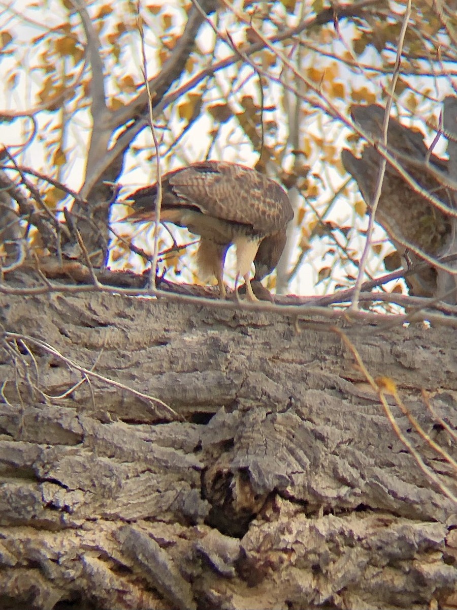 Red-tailed Hawk - ML644415838