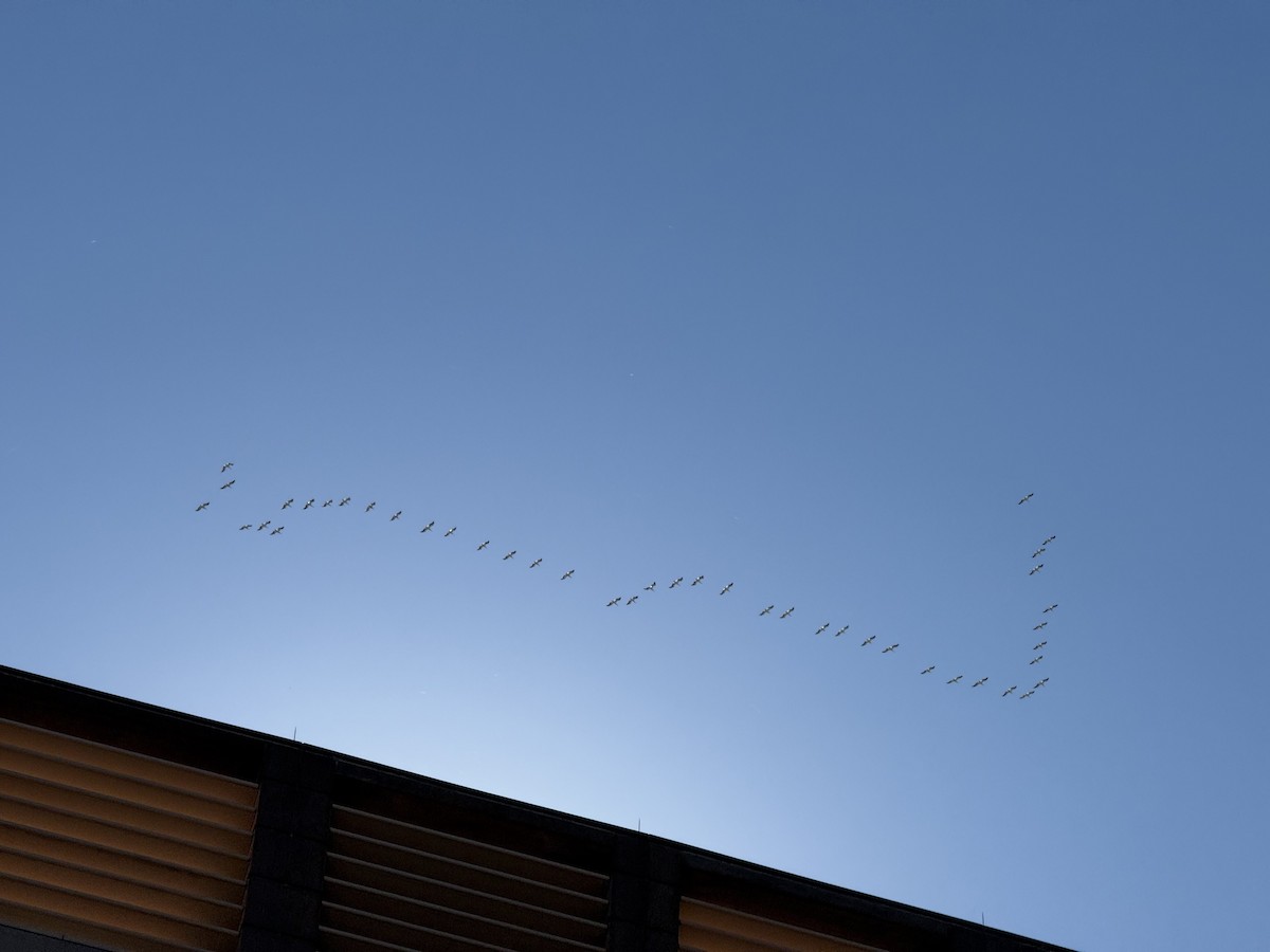 American White Pelican - ML644415841