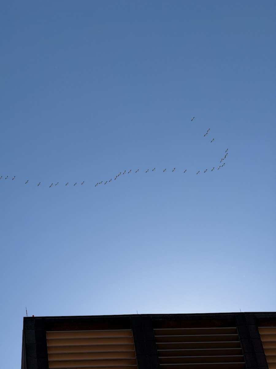 American White Pelican - ML644415842
