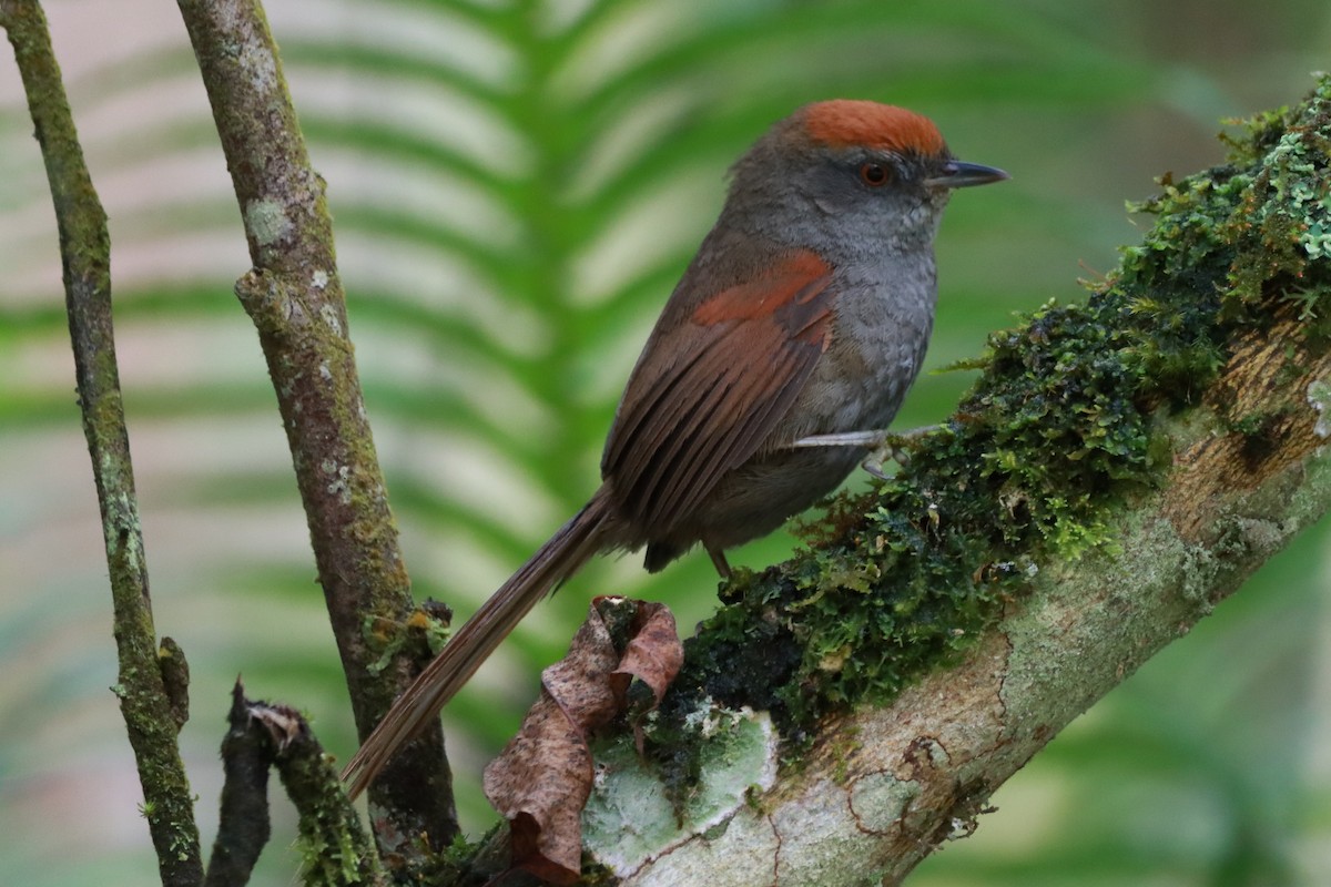 Spix's Spinetail - ML644415843