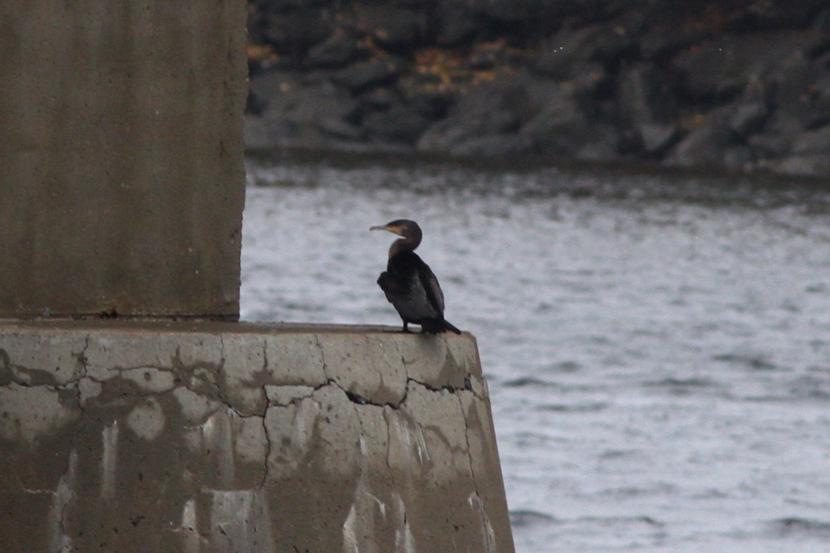 Great Cormorant - ML644415866