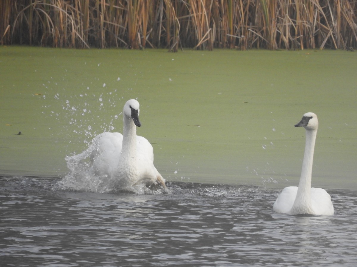 Trumpeter Swan - ML644415867